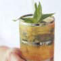 Mint juleps